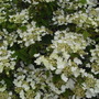 Viburnum_t_m