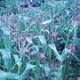 Garden_photo_s_154