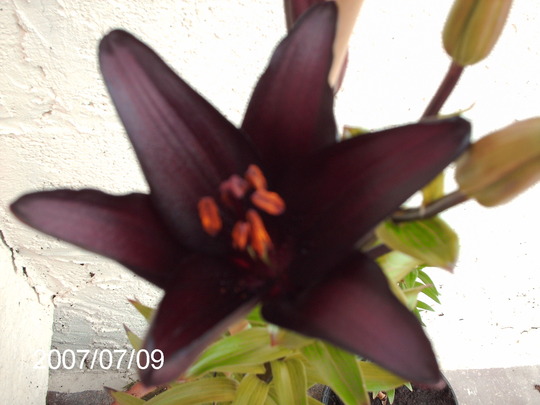 black lily 