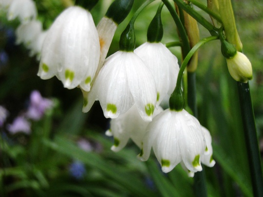Leucojum vernum (Leucojum vernum (Spring snowflake))