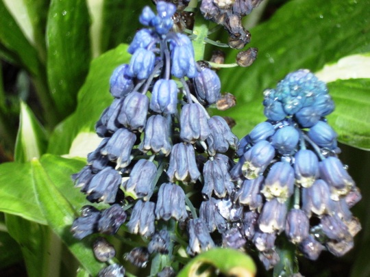 muscari