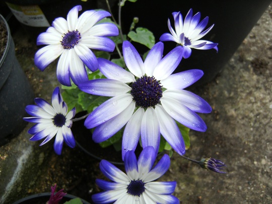 Senecio