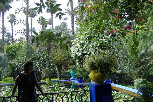A garden flower photo