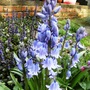 Blue bells with Ajuga