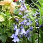 Blue bells 