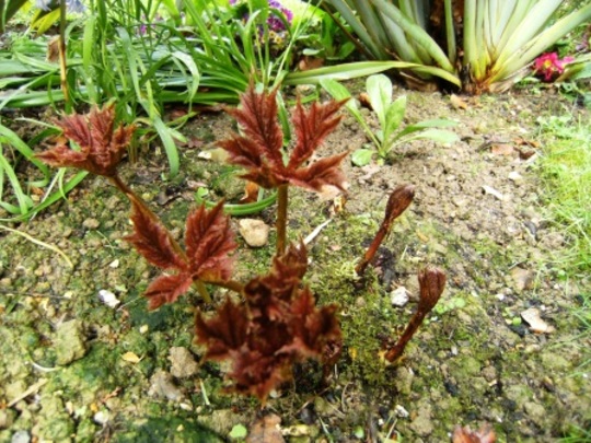 Rodgersia waking up. (Rodgersia)