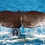 Copy_of_new_zealand_244
