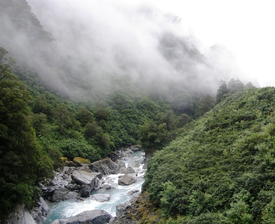 rain forest -new zealand