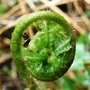 Copy_of_garden_014