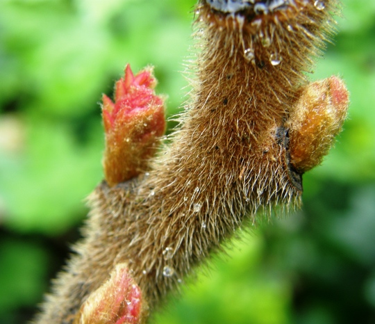 rhus in bud (Rhus typhina (Stag's horn sumach))