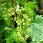 Copy_of_garden_017