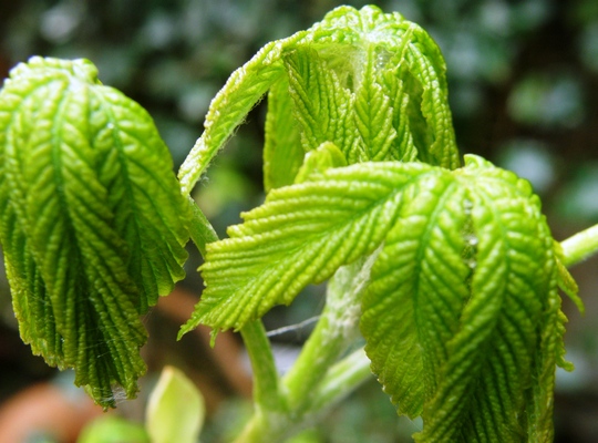 horse chestnut leaves opening