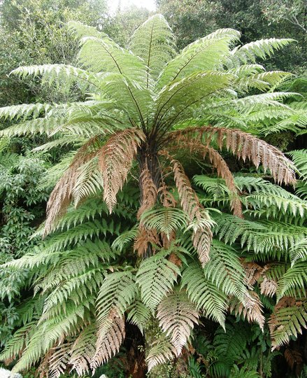 tree fern- new zealand (Dicksonia antarctica (Soft tree fern))