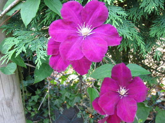 Clematis