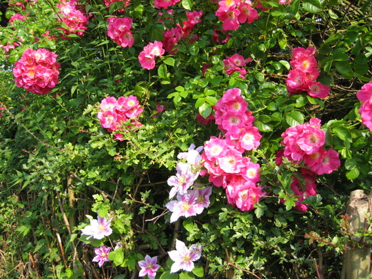 Clematis Little Piilu and Unknown Rose