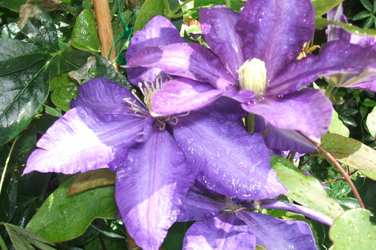 A garden flower photo