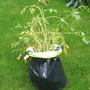 Garden_jul_07_020