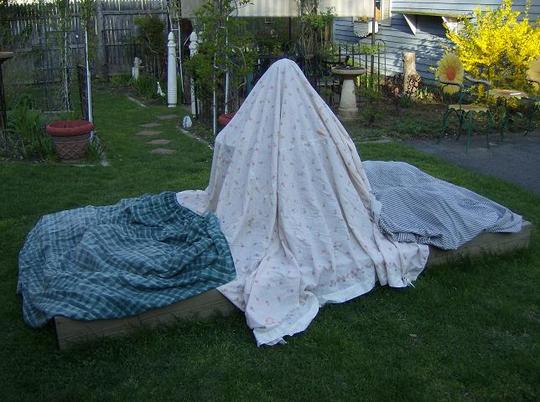 Frost Warning - April 30, 2008