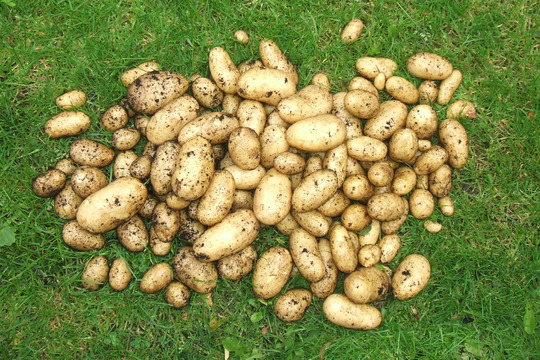 Harvest!