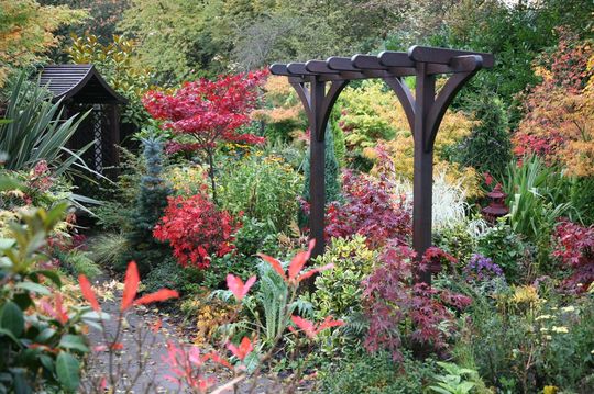 A garden flower photo