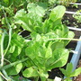Garden_jul_07_007
