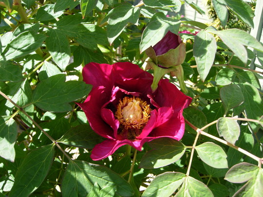 Tree Peony