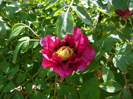  Paeonia Rockii var.