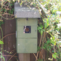 Nestbox4