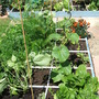 Garden_jul_07_030