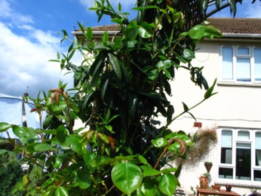 Spent this aftrnoon removing this evergreen honeysuckle