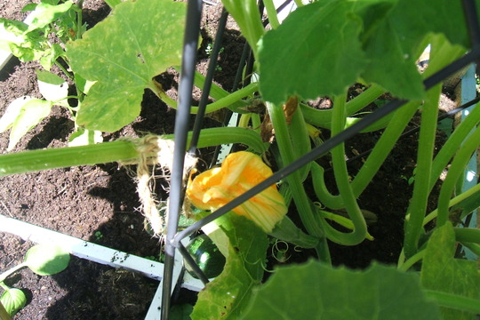 Climbing Courgette