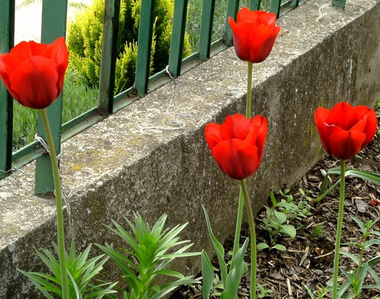 Late red tulips. (Tulipa Triumph Bastogne)