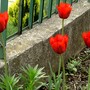 Tulipa triumph