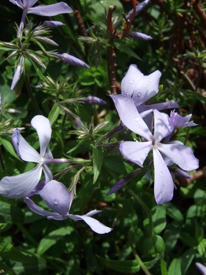 Phlox divaricata 'Clouds of Perfume' (Phlox divaricata (Blue Phlox))