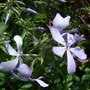 Phlox divaricata