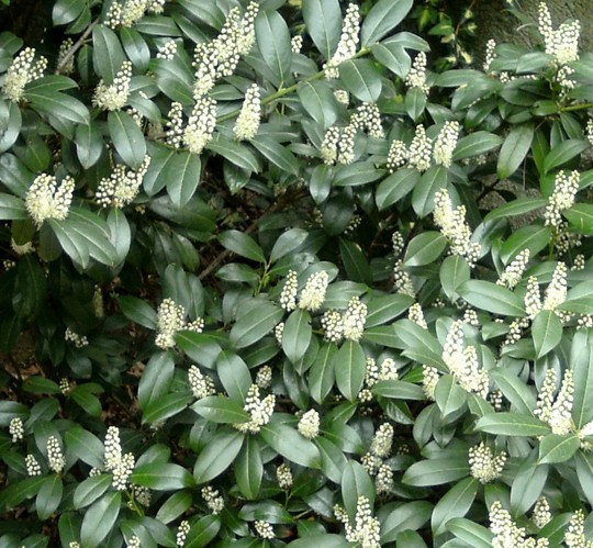 Laurel