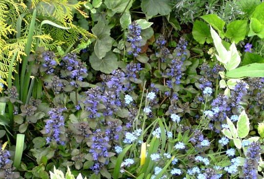 Ajuga Reptans in flower (Ajuga reptans (Bugle))