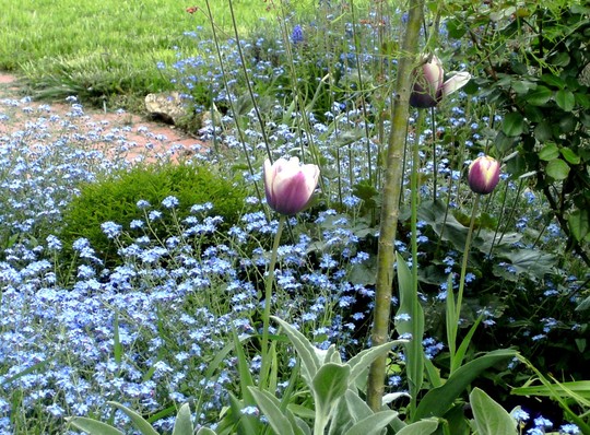 More tulips