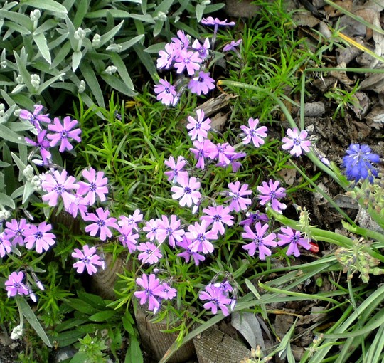 Alpine on rockery