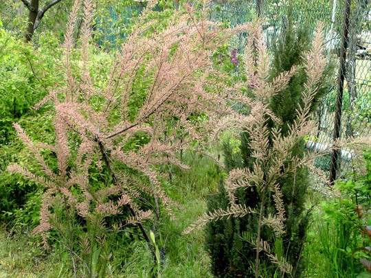 Tamarisk (Tamarix tetranda)