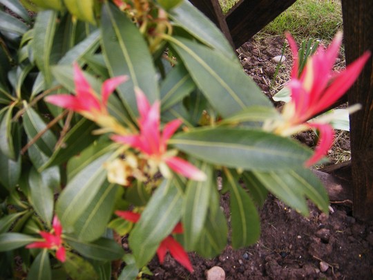Beautiful bright red new Pieris leaves