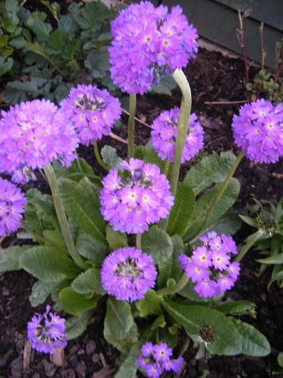 Primula Denticulata