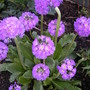 1st_may_004