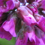 Bergenia