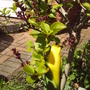 Front_garden_2_may