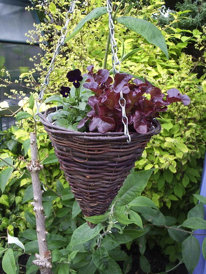 Wicked Witch's Planter