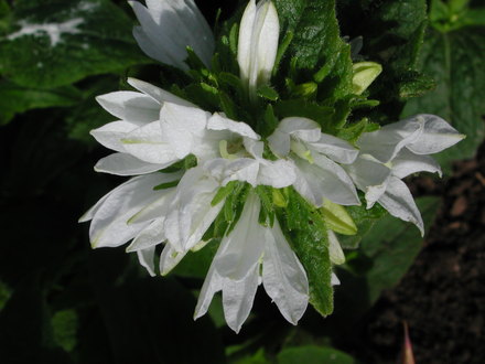 Campanula glomerata 'Alba' (Campanula glomerata (Clustered bellflower))