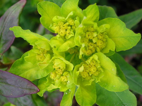 Euphorbia polychroma (Euphorbia polychroma)