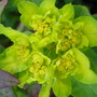 Euphorbia_polychroma