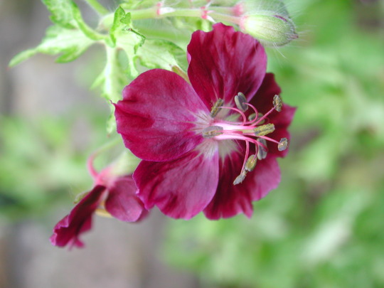 Geranium phaeum (Geranium phaeum (Mourning widow))
